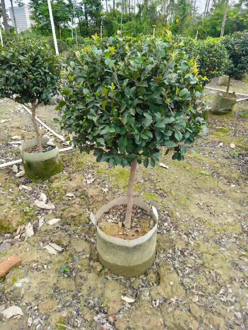 茶梅50-200高，球形，棒棒糖，各种规格，大量低价出售