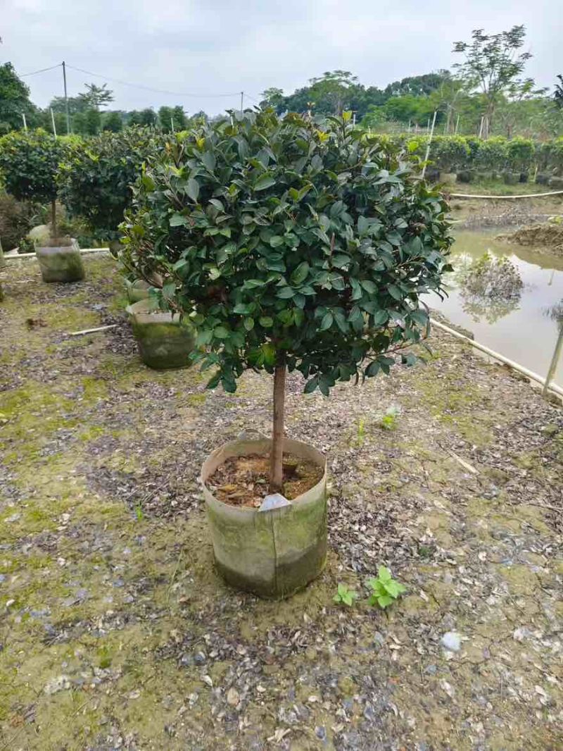 茶梅50-200高，球形，棒棒糖，各种规格，大量低价出售