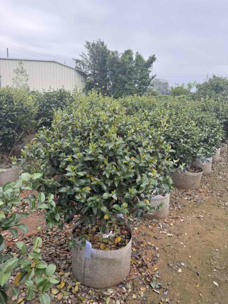 茶梅50-200高，球形，棒棒糖，各种规格，大量低价出售