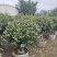 茶梅50-200高，球形，棒棒糖，各种规格，大量低价出售