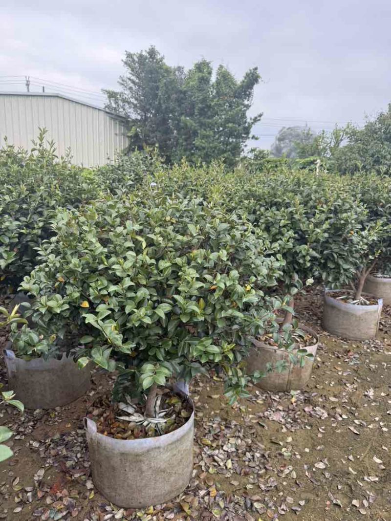 茶梅50-200高，球形，棒棒糖，各种规格，大量低价出售
