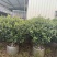 茶梅50-200高，球形，棒棒糖，各种规格，大量低价出售
