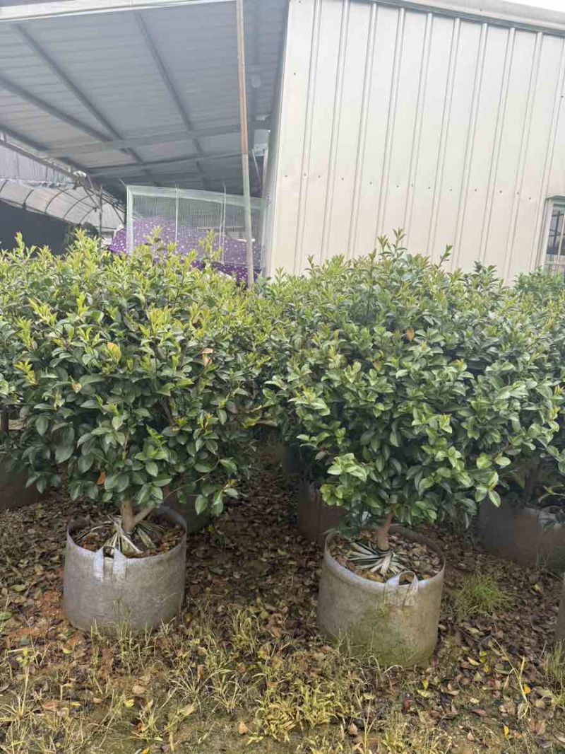 茶梅50-200高，球形，棒棒糖，各种规格，大量低价出售