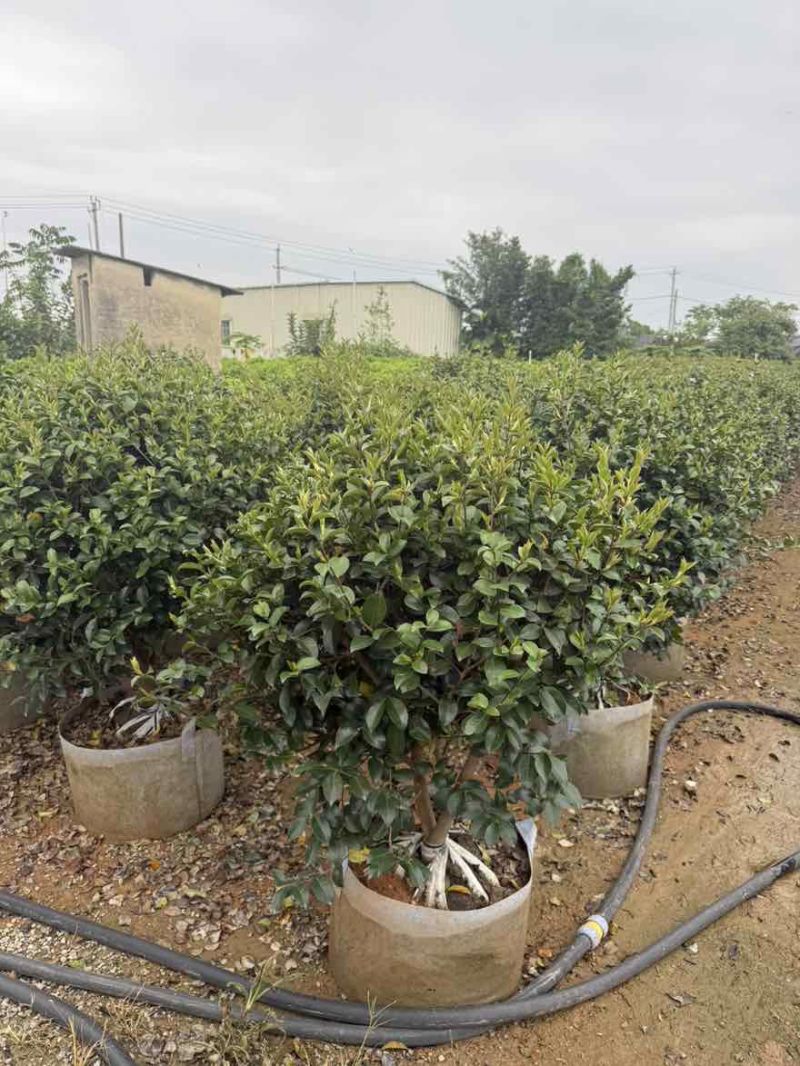 茶梅50-200高，球形，棒棒糖，各种规格，大量低价出售
