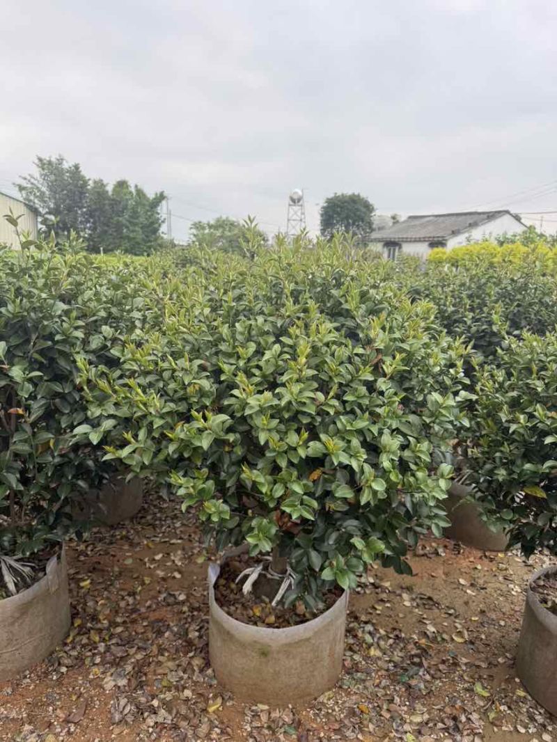 茶梅50-200高，球形，棒棒糖，各种规格，大量低价出售