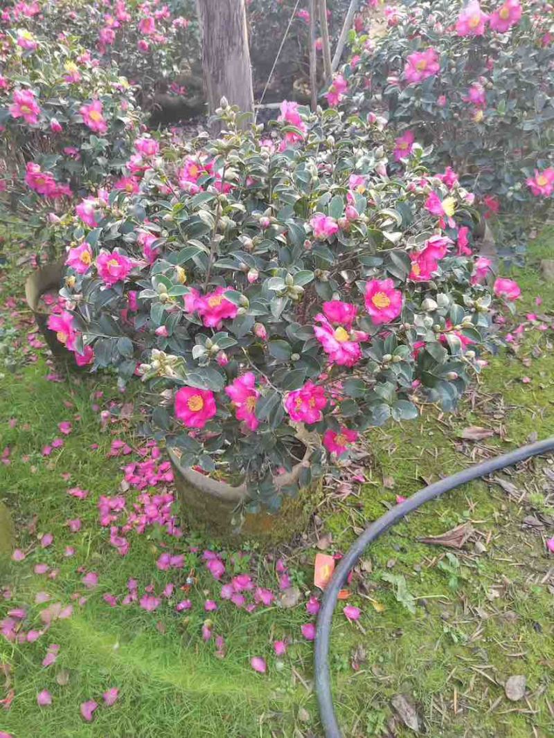 茶梅球50-200高，基地直销，一手货源，大量低价出售