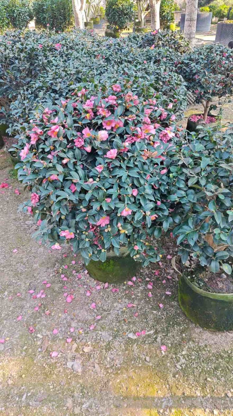 茶梅球50-200高，基地直销，一手货源，大量低价出售