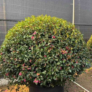 茶梅球50-200高，基地直销，一手货源，大量低价出售
