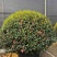 茶梅球50-200高，基地直销，一手货源，大量低价出售