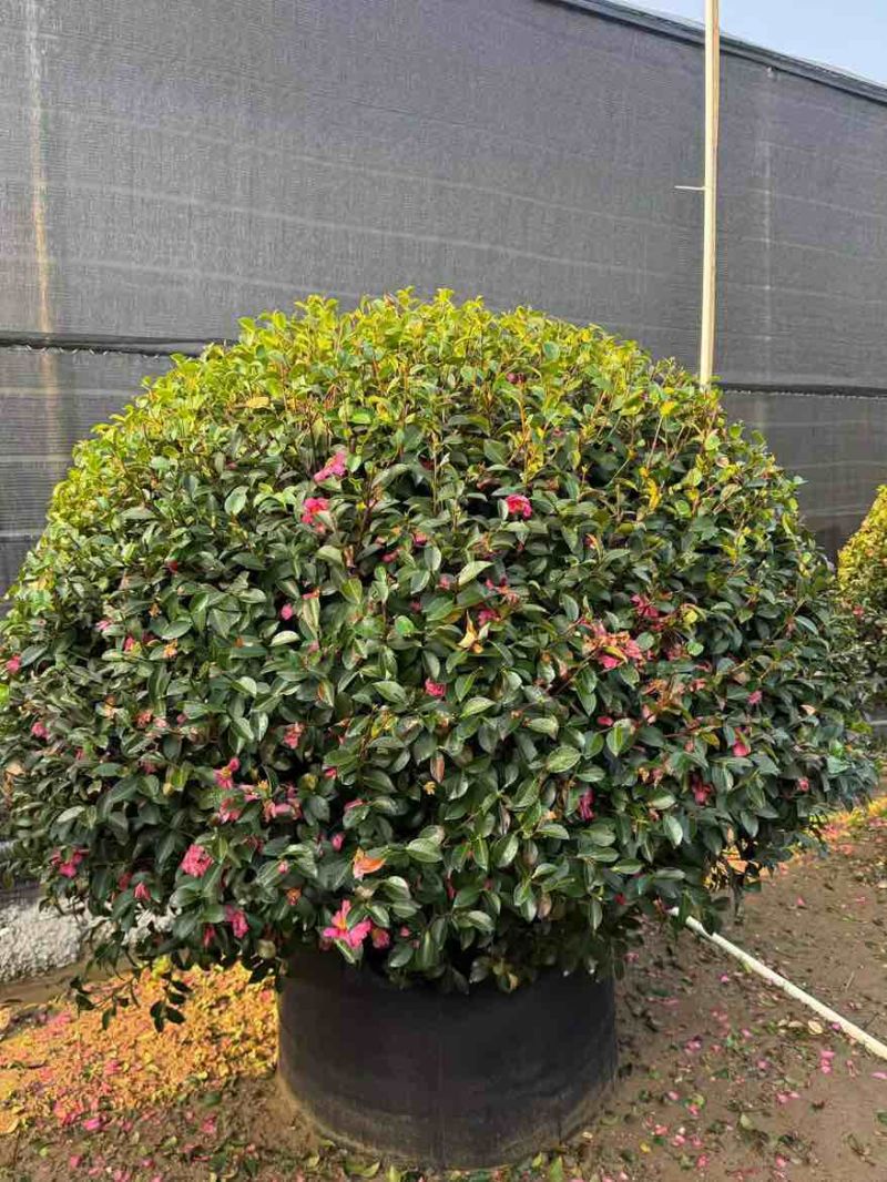 茶梅球50-200高，基地直销，一手货源，大量低价出售