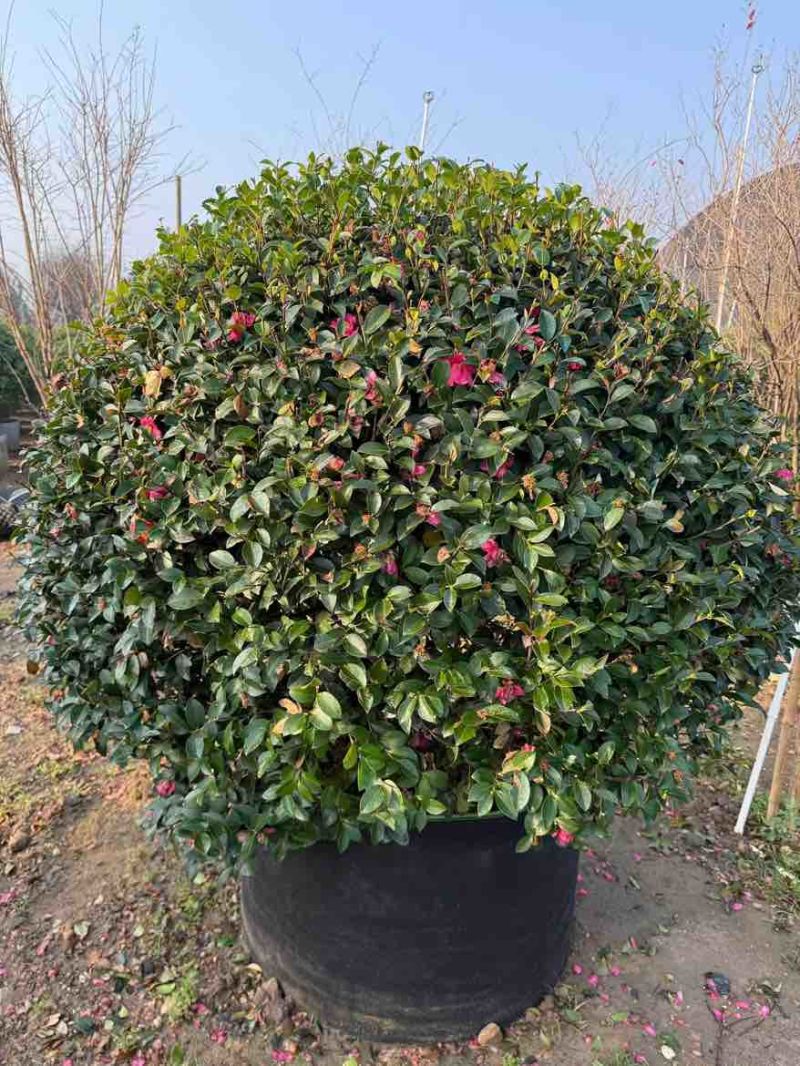 茶梅球50-200高，基地直销，一手货源，大量低价出售