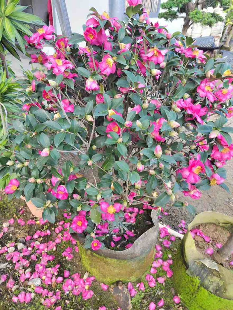 茶梅球50-200高，基地直销，一手货源，大量低价出售