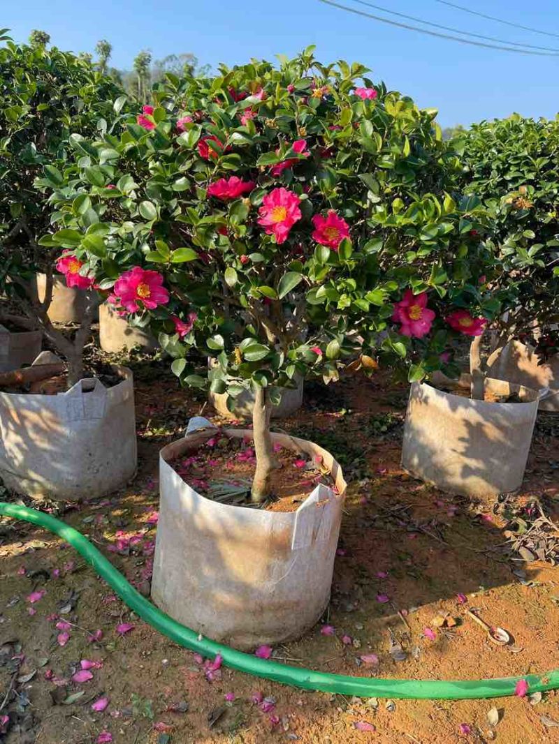 茶梅球50-200高，基地直销，一手货源，大量低价出售