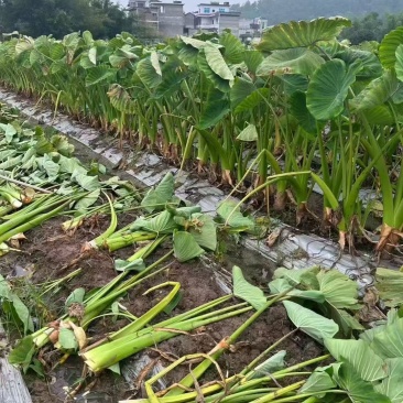 荔浦正宗芋头马蹄