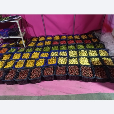 小番茄
