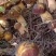 野生菌收多少钱一公斤
