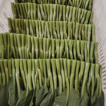 广东圆叶菜心