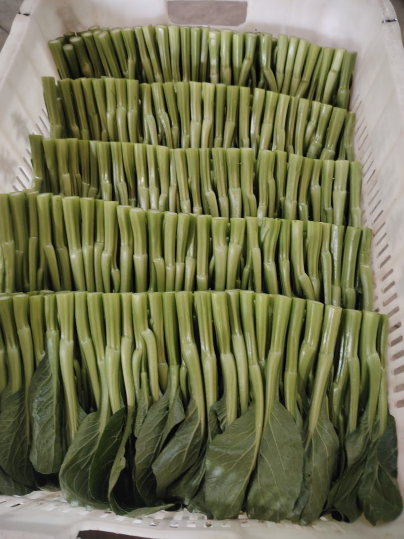 广东圆叶菜心
