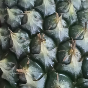 自然熟凤梨