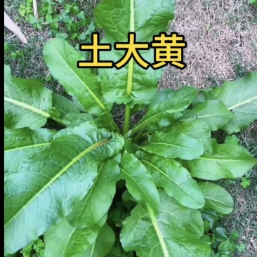 土大黄