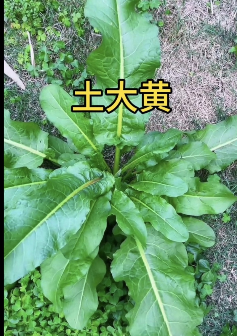土大黄