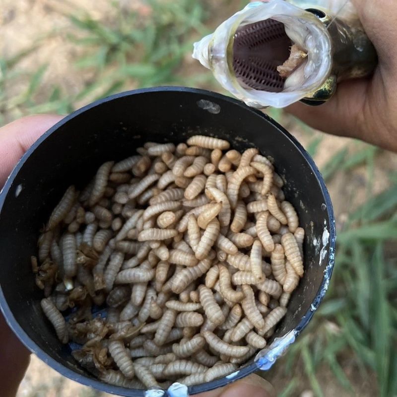 黑水虻高蛋白幼虫