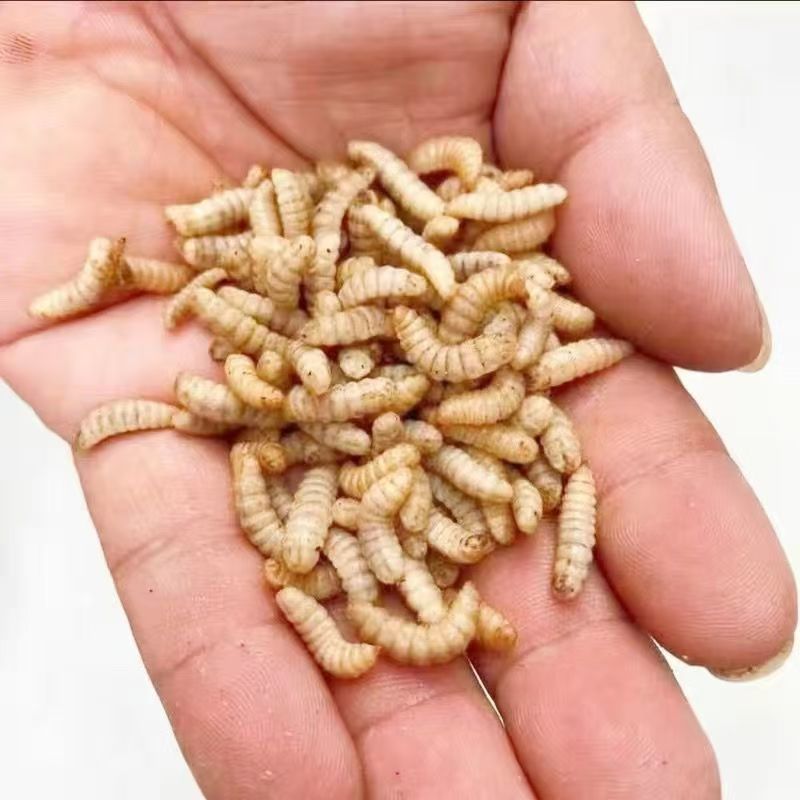 黑水虻高蛋白幼虫