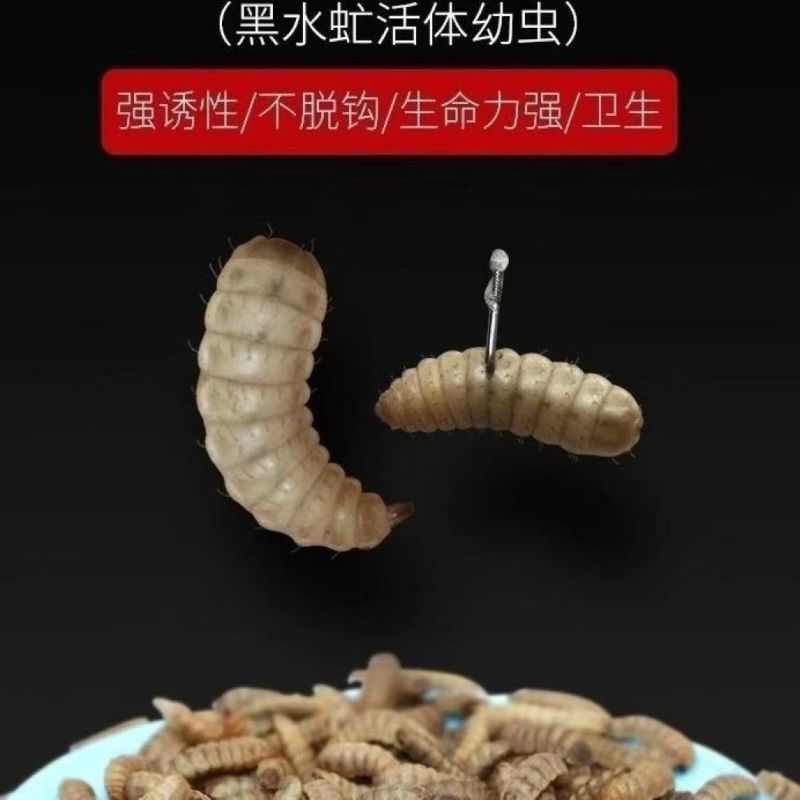 黑水虻高蛋白幼虫