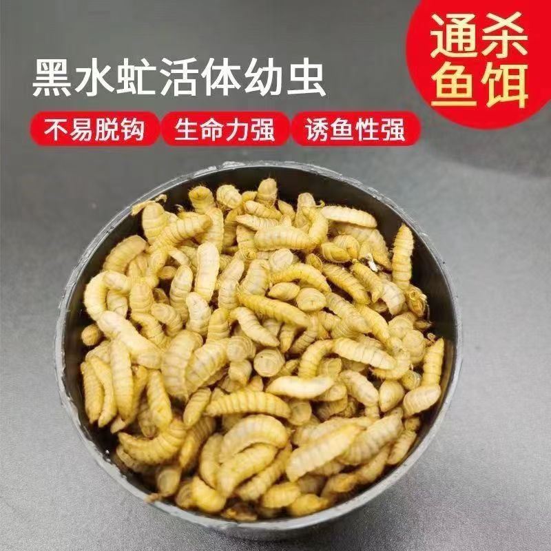 黑水虻高蛋白幼虫