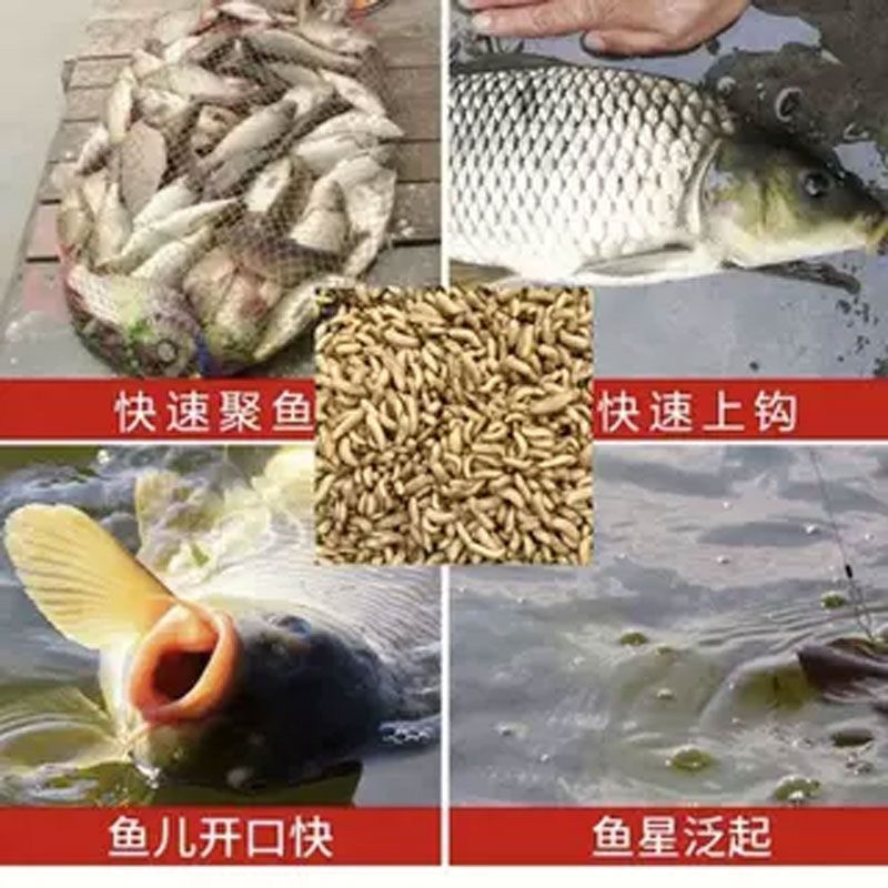 黑水虻高蛋白幼虫