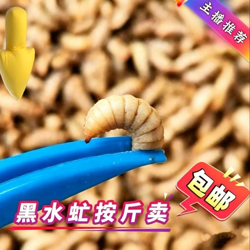黑水虻高蛋白幼虫