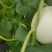 **，精品玉菇！