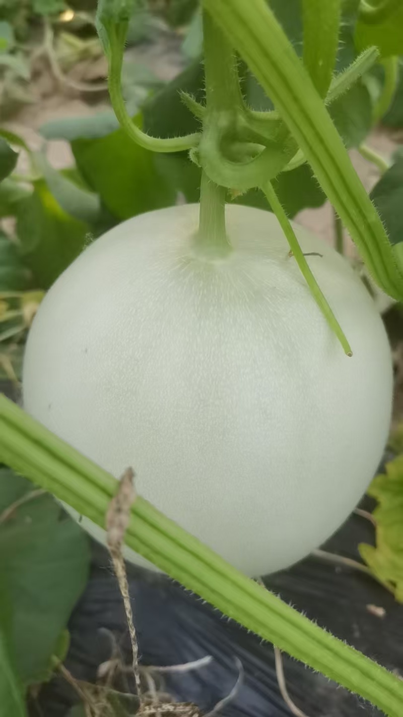 **，精品玉菇！