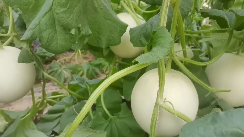 **，精品玉菇！