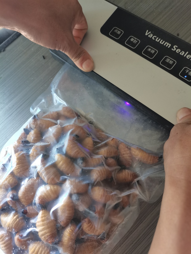 笋虫养殖场直供，直供笋虫，种虫，源头直供没有中间商，品质**