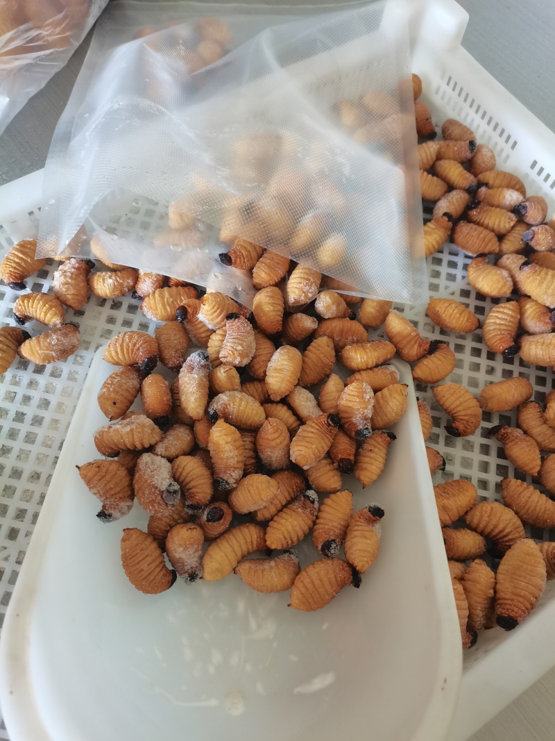 笋虫养殖场直供，直供笋虫，种虫，源头直供没有中间商，品质**