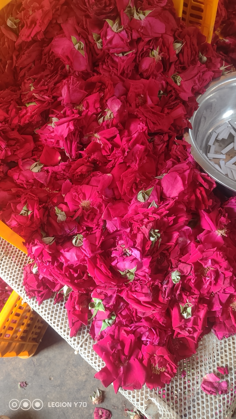 云南高原玫瑰干花