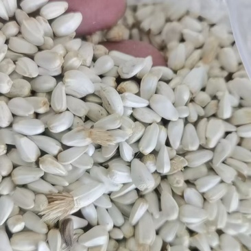 新疆的红花籽