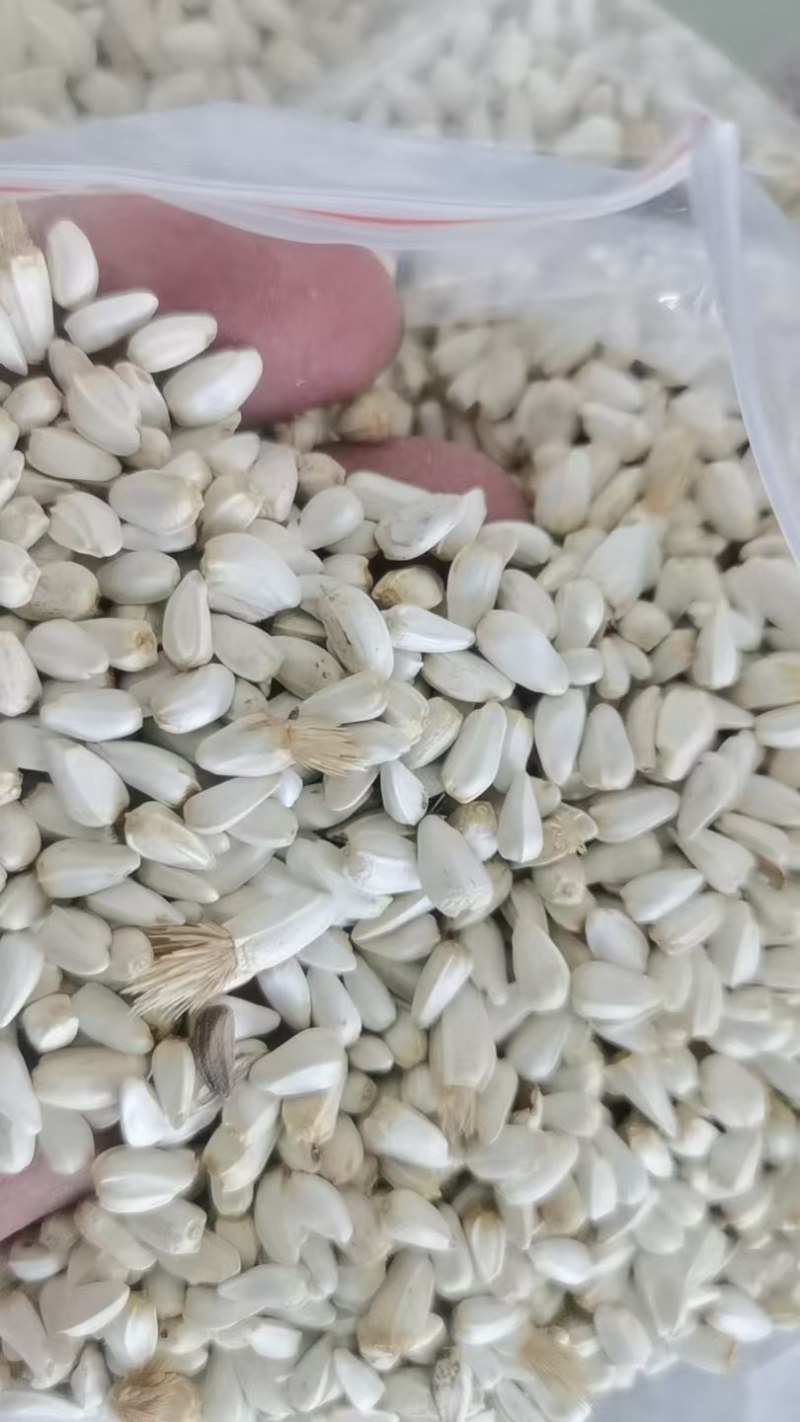 新疆的红花籽