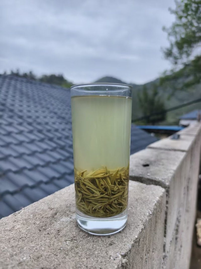 信阳毛尖