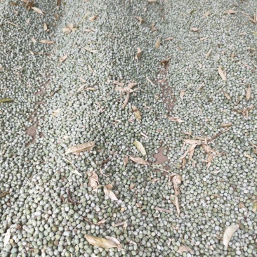 青豌豆绿珍珠