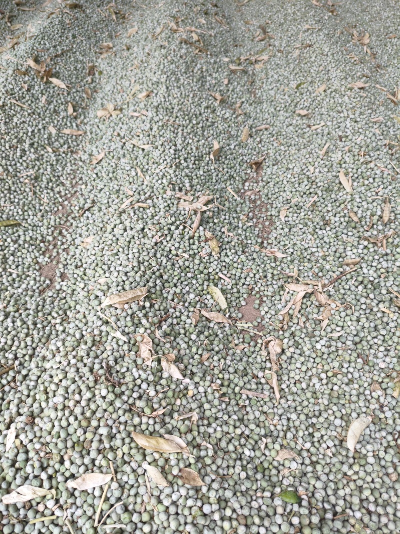 青豌豆绿珍珠