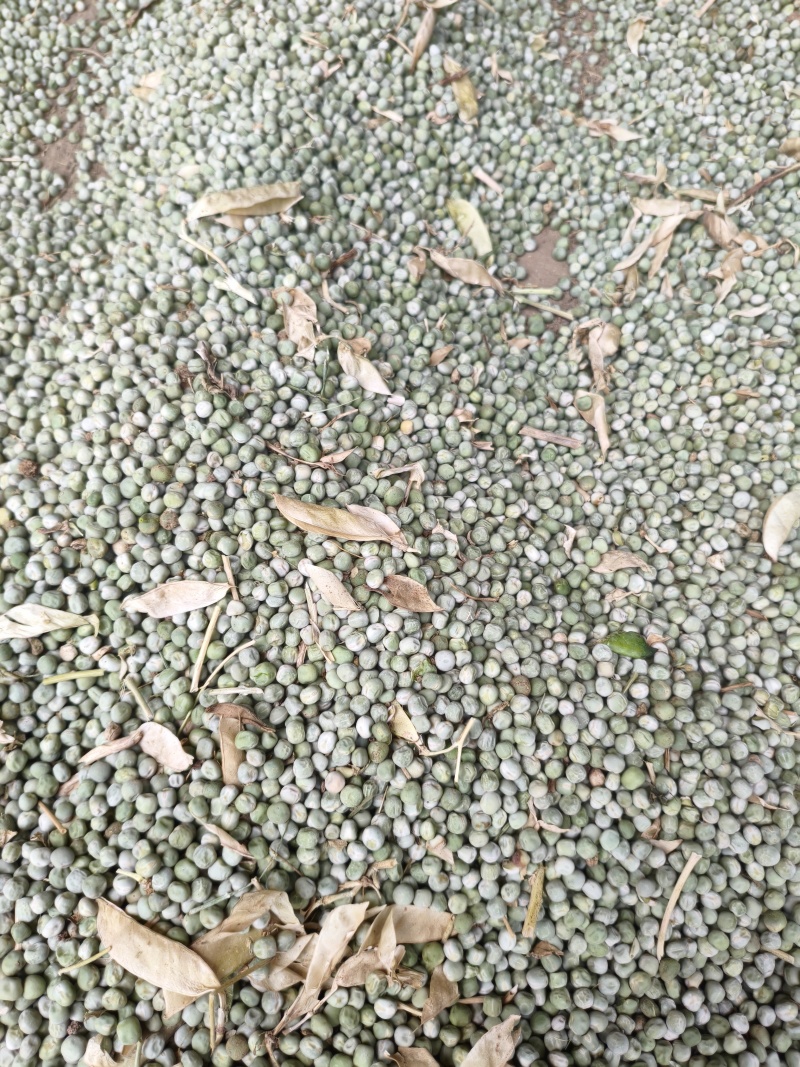 青豌豆绿珍珠