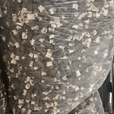 羊肚菌