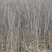 丛生1.5-2米丁香树