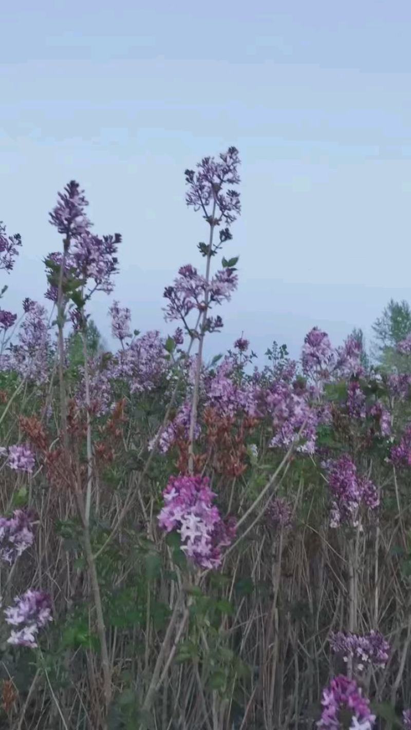 丛生1.5-2米丁香树