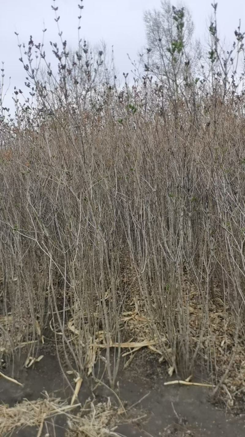 丛生1.5-2米丁香树