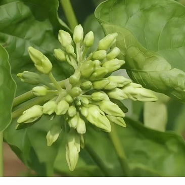夜香花
