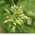 夜香花