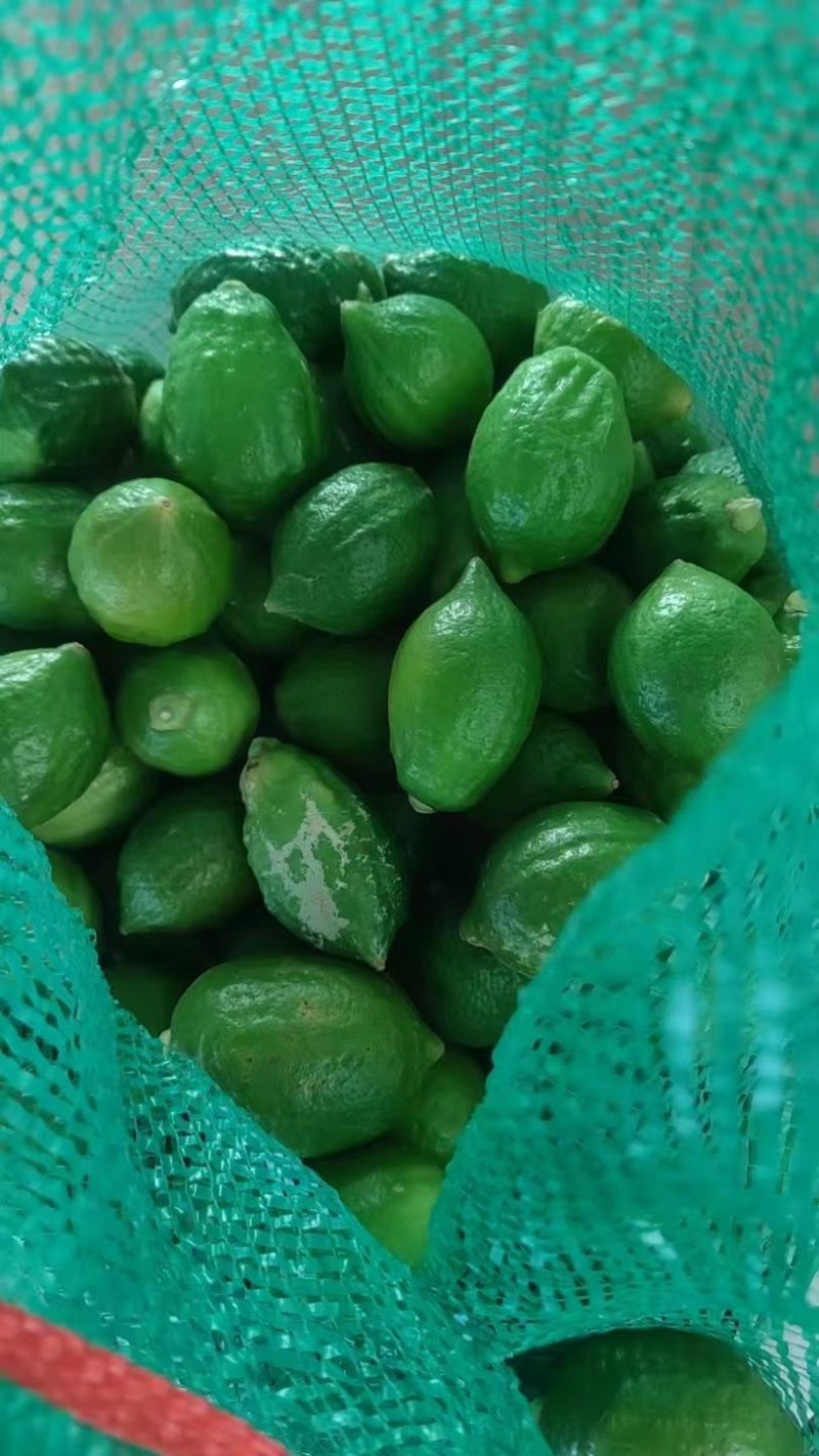 广东香水柠檬榨汁果